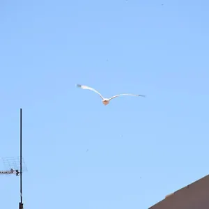 Futurum Porec